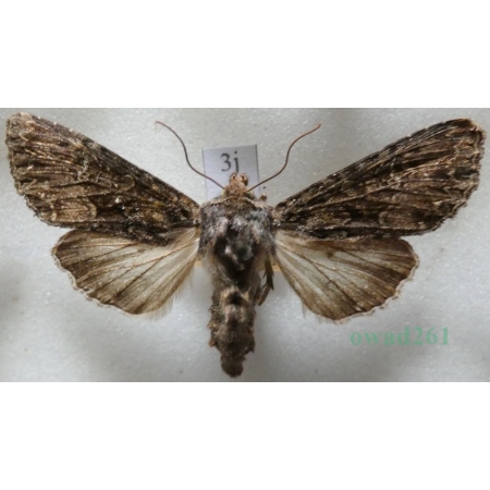 Mniotype adusta (Esper, 1790) Purpurówka ogrodnica Czech3j